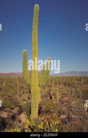 Cactus géant saguaro Banque D'Images