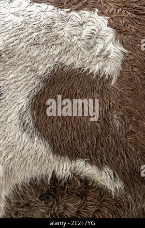 Motif de marquage en poil épais de cheval de Frise Banque D'Images