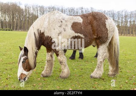 Grand cheval typiquement Friésien néerlandais avec des marques blanches et brunes Banque D'Images