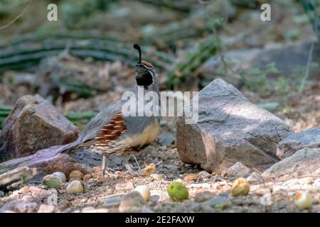 Quail de Gambel masculin dans le désert d'Arizona Banque D'Images