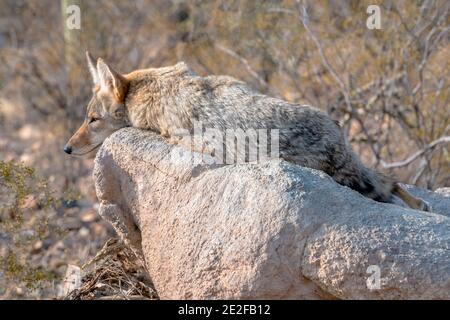 Coyote reposant sur un rocher dans le désert de Sonoran Banque D'Images