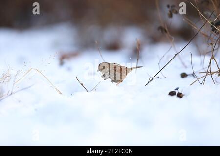 Accentor Prunella rubida (japonais) au Japon Banque D'Images