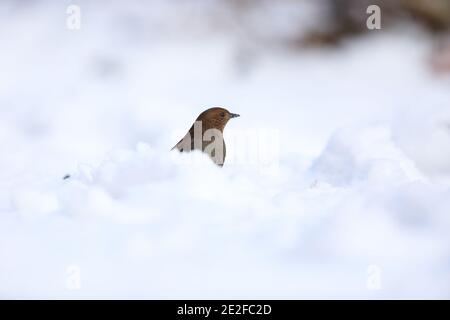 Accentor Prunella rubida (japonais) au Japon Banque D'Images