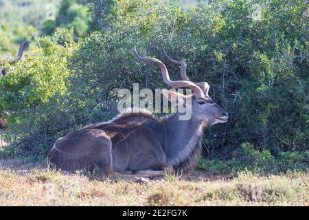 Animal mâle de l'antilope Kudu (Tragelaphus strepsiceros) couché, à côté, dans la nature au parc national de l'éléphant d'Addo, Afrique du Sud Banque D'Images