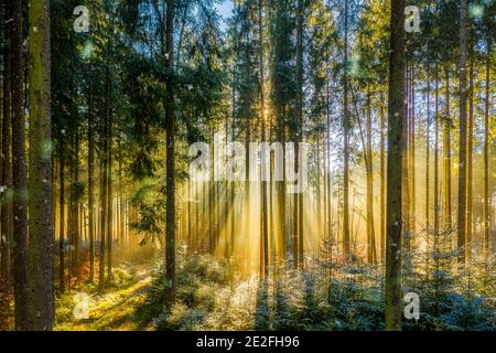 Un moment merveilleux le matin, les rayons du soleil traversent le brouillard de la forêt, un paysage idyllique pour un papier peint Moody recréant. Banque D'Images