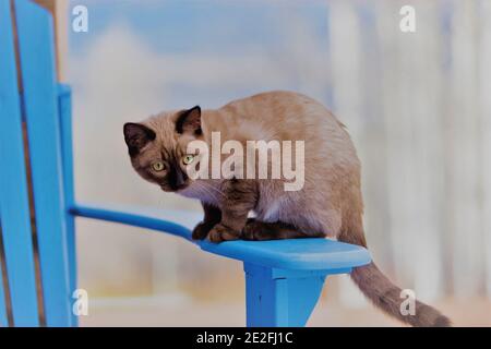 Jeu Siamois Kitten assis sur une chaise de pont bleue, regardant. Banque D'Images