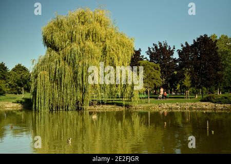 Belle vue sur un parc d'été avec un petit étang et un saule sur le côté Banque D'Images