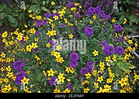 Verbena x hybride 'Homestead Purple' et des fleurs jaune vif dans un jardin de campagne Banque D'Images