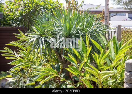 Jardin de Sydney avec plantes vertes luxuriantes, Australie Banque D'Images