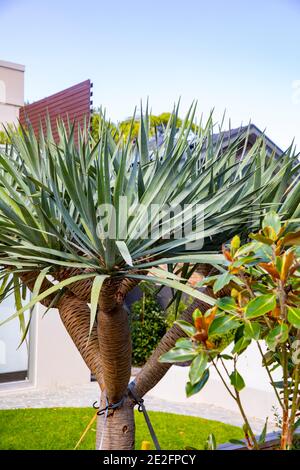 Dracaena Draco arbre dragon attaché pour le soutien dans un Sydney garden,NSW,Australie Banque D'Images