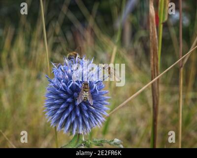 Survoler une fleur d'allium bleue. Banque D'Images