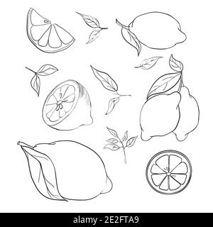 Illustration vectorielle dessinée à la main - Collections de Lemons. Plante de fleur avec des feuilles Illustration de Vecteur