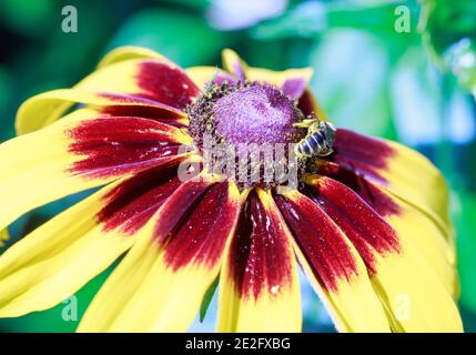 Un petit pollen en nid d'abeille provenant des étamines d'un vibrant fleur de gallarde jaune et rouge avec un vert naturel arrière-plan bokeh Banque D'Images
