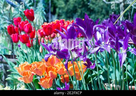 Champ de tulipes de couleur vive et de différentes couleurs sur un jour de printemps ensoleillé Banque D'Images