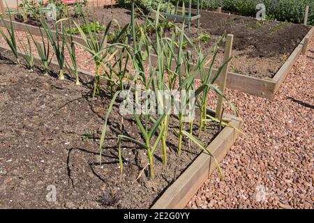 Plantes à l'ail biologique cultivées à domicile (Allium sativum) poussant dans un lit surélevé sur un allotement dans un jardin de légumes dans le Devon rural, Angleterre, Royaume-Uni Banque D'Images