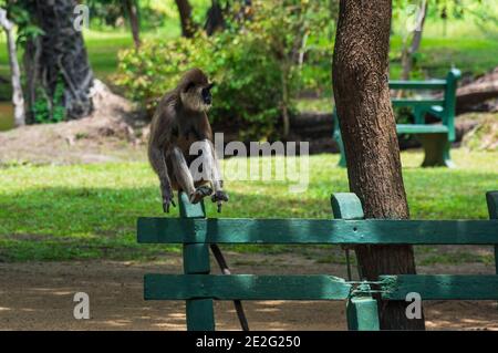 Langur gris (Hanuman) au Sri Lanka, debout sur un banc de parc vert Banque D'Images