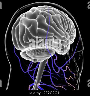 Human Brain Anatomy for Medical concept Illustration 3D Banque D'Images