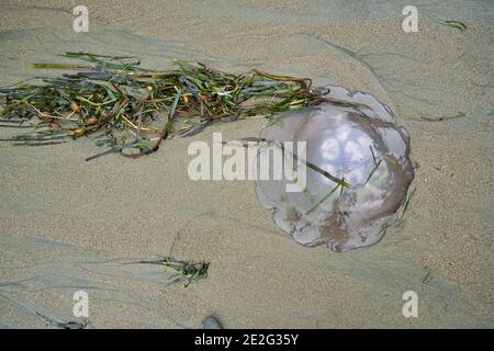 Méduses échoués sur le sable à Dillon Beach, Californie. Vue de dessus. Banque D'Images