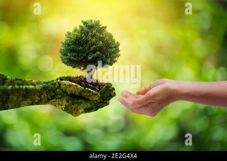 Environnement jour de la Terre mains de la nature. Les mains de fille tenant des arbres poussant sur fond vert bokeh. Écologie et nature. Banque D'Images