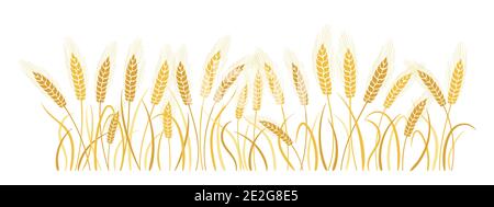 Épillets de blé à dessin animé. Épis d'or mûrs, production de farine de symbole agricole. Design de fond bio éléments de ferme, bio végétarien pain emballage bière label vecteur Illustration de Vecteur