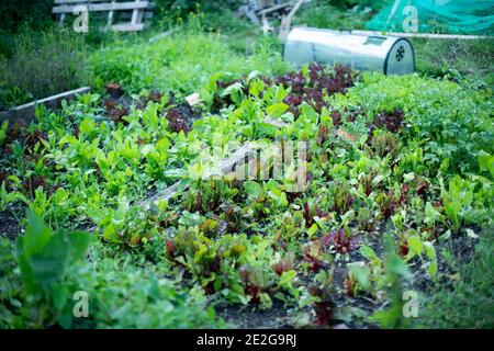 Salade de feuilles et de laitues plantées dans le sol sur une allotissement Banque D'Images