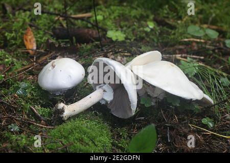 Agaricus silvicola, également appelé Agaricus sylvicola, communément appelé champignon du bois, champignon sauvage comestible de Finlande Banque D'Images