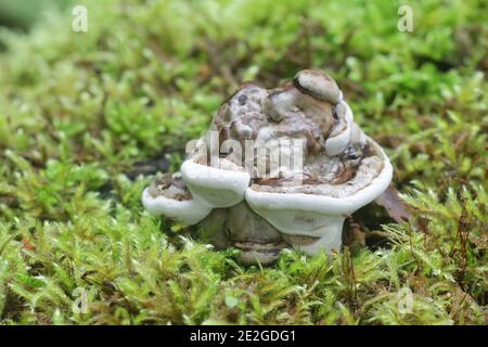 Ganoderma lipsiense, connu sous le nom de champignon de l'artiste, pain de conk ou d'ours, polypore sauvage de Finlande Banque D'Images