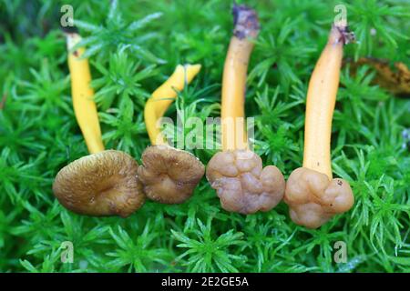 Leotia lubrica, le bébé gelée et Craterellus tubaeformis, le pied jaune, comparant côte à côte Banque D'Images