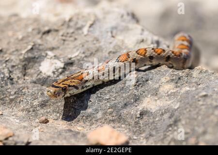 Un serpent léopard adulte ou un serpent Ratsnake européen, Zamenis situla, glissant sur des rochers à Malte Banque D'Images