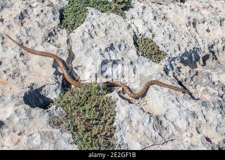 Un serpent léopard adulte ou un serpent Ratsnake européen, Zamenis situla, glissant sur des rochers à Malte Banque D'Images