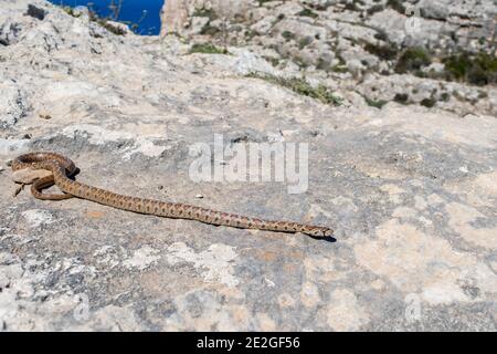 Un serpent léopard adulte ou un serpent Ratsnake européen, Zamenis situla, glissant sur des rochers à Malte Banque D'Images