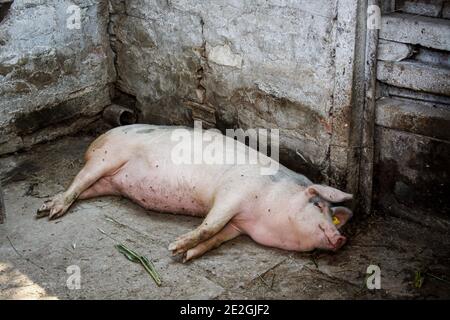 Une maison élevés dans le porc reposant dans un pigsty dedans Une propriété bulgare Banque D'Images