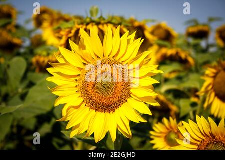 Champ de tournesol bulgare jaune vif Banque D'Images