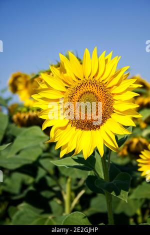 Champ de tournesol bulgare jaune vif Banque D'Images