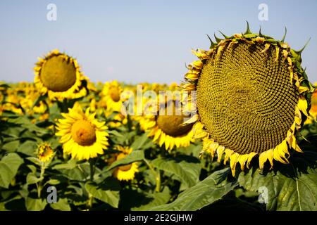 Champ de tournesol bulgare jaune vif Banque D'Images