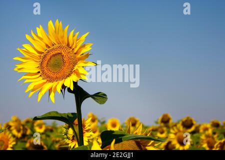 Champ de tournesol bulgare jaune vif Banque D'Images