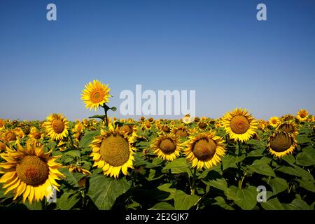 Champ de tournesol bulgare jaune vif Banque D'Images