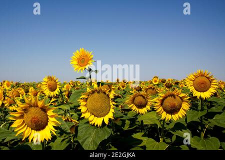 Champ de tournesol bulgare jaune vif Banque D'Images