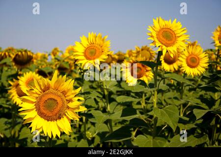 Champ de tournesol bulgare jaune vif Banque D'Images