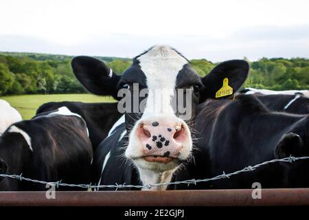 Jeune génisse laitière Holstein avec un nez rose dans un champ, Kent Banque D'Images