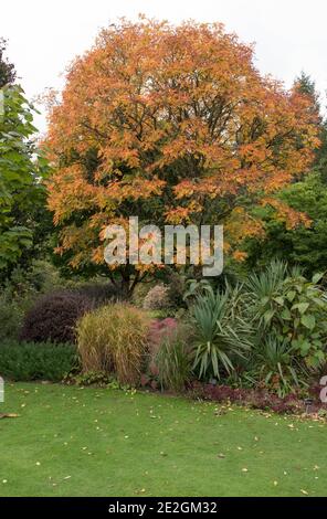 Couleurs d'automne d'un arbre de la fierté de l'Inde ou d'un arbre de pluie d'or (Koelreuteria paniculata) dans un jardin de forêt dans le Devon rural, Angleterre, Royaume-Uni Banque D'Images