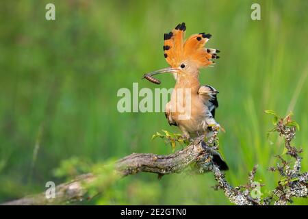 Hoopoe eurasien assis sur la brousse au printemps nature Banque D'Images