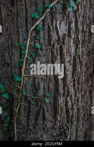 Evergreen ivy (Hedera Helix) escalade dans l'écorce d'un vieux tronc d'arbre, fond naturel avec espace de copie, foyer sélectionné, profondeur de champ étroite Banque D'Images