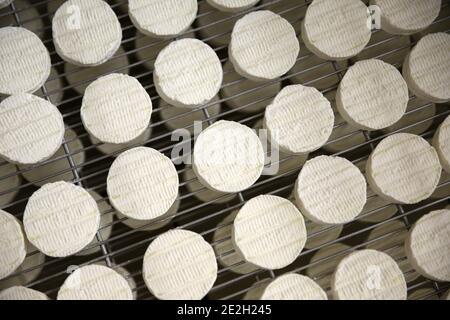 Salvagnac Cajarc (sud de la France) : Rocamadour fabrication de fromage AOC (fromage PDO), fromage de chèvre non pasteurisé fabriqué dans une ferme laitière Banque D'Images