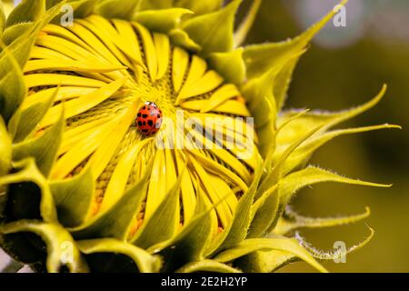 Foyer sélectif de coccinelle sur le tournesol. Gros plan du fond de tournesol. Filtre chaud.tournesol jaune d'été avec coccinelle. Journée chaude et ensoleillée. Mise au point douce Banque D'Images