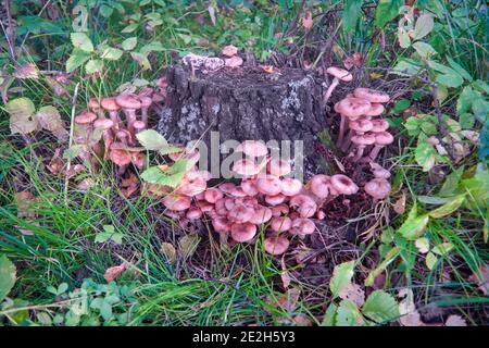 Un bouquet de champignons Armillaria mellea dans la forêt d'automne pousse le tronc d'arbre. Banque D'Images