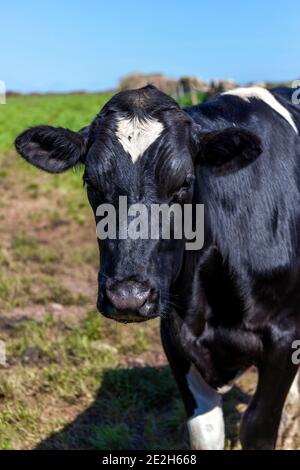 Holstein visage de vache de Frise portrait dans un champ de pâturage de bétail agricole laitier avec un ciel bleu, photo de stock image Banque D'Images