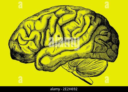 Une image gravée du cerveau humain d'un livre victorien daté de 1880 qui n'est plus dans le droit d'auteur isolé sur un fond jaune, photo imag Banque D'Images