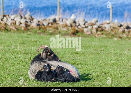 Brebis au repos avec de jeunes agneaux sur un pré Banque D'Images