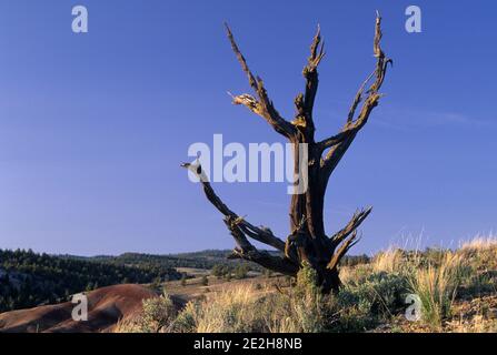 Museau de genévrier occidental (Juniperus occidentalis), réserve de Juniper Hills, Oregon Banque D'Images